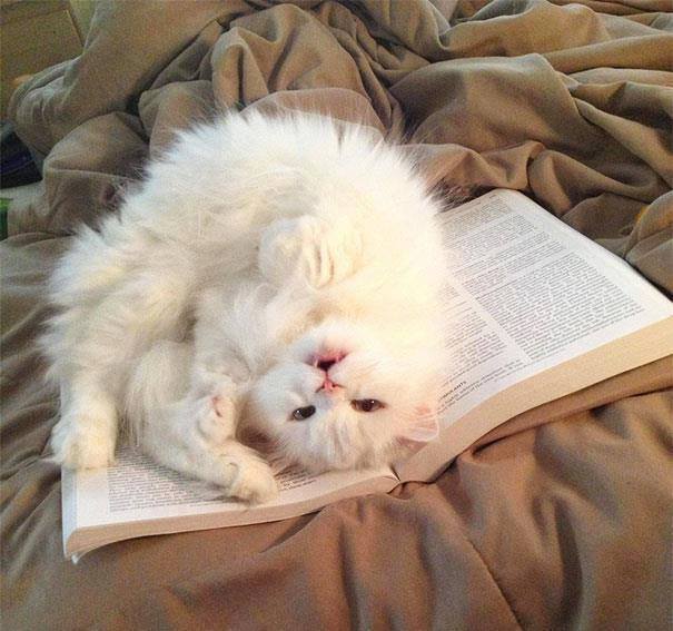 11665632_869749283120822_7308464123709960464_n