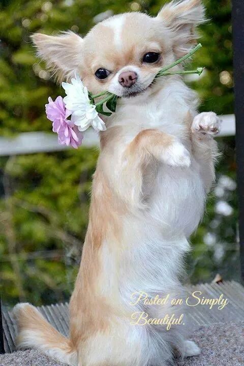 11745541_1450940755211969_4515696706630122047_n