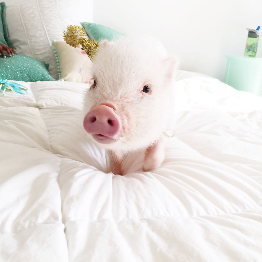 Animals-in-Hats-3__880