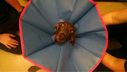 Funny-adorable-animals-13