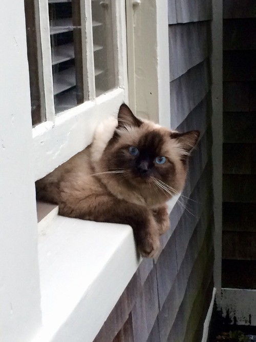 Funny-adorable-animals-19