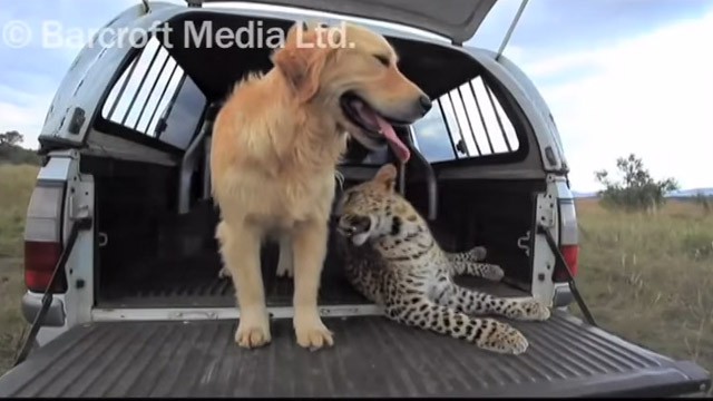 Ο σκύλος και η λεοπάρδαλη