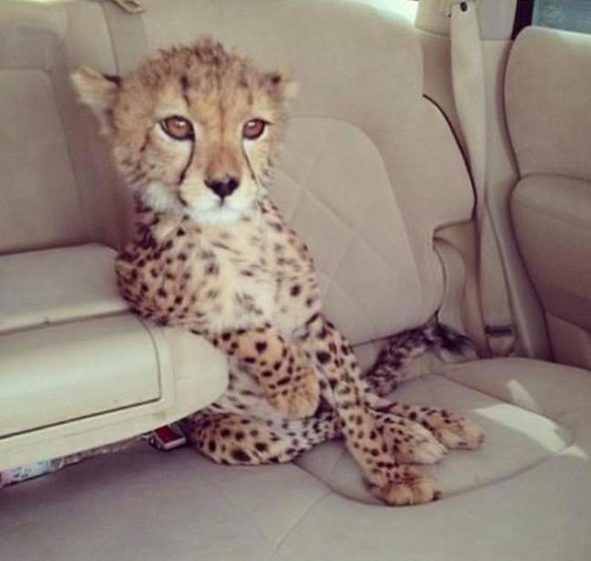 chapo_guzman_sons_15 chapo_guzman_sons_15