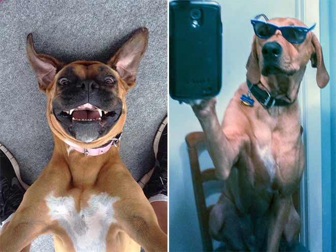 Selfies σκύλων