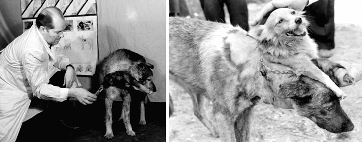 doogoodogss2 doogoodogss2