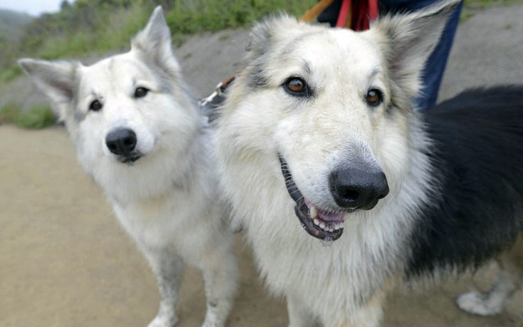 doogoodogss5 doogoodogss5