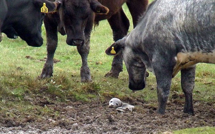 Μικρή φώκια σε… κοπάδι με αγελάδες!