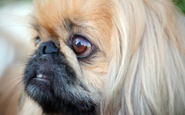 foododaggsds1 foododaggsds1