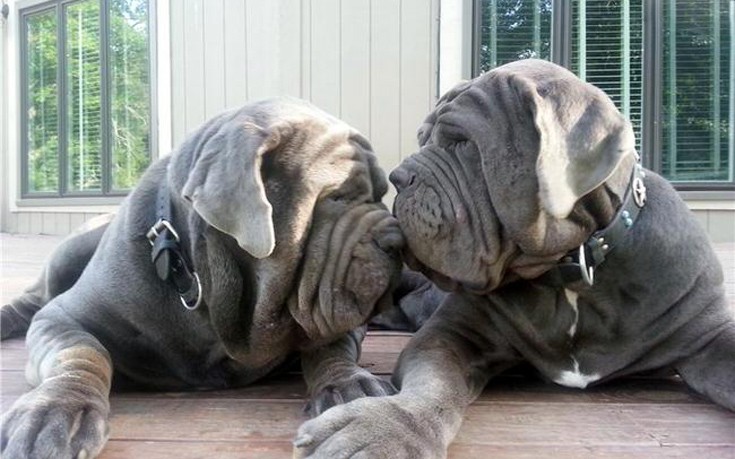 foododaggsds2 foododaggsds2