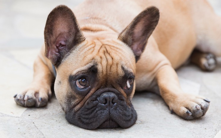 foododaggsds3 foododaggsds3