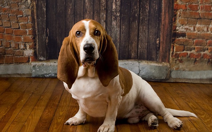 foododaggsds5 foododaggsds5