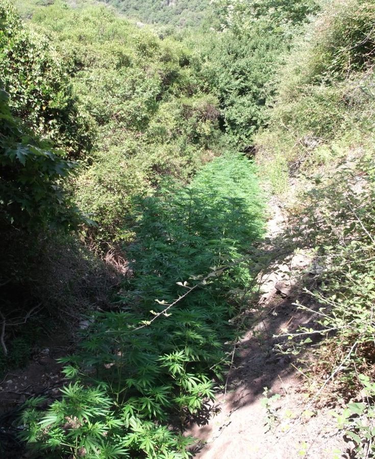 ΚΑΝΝΑΒΗ ΚΑΝΝΑΒΗ