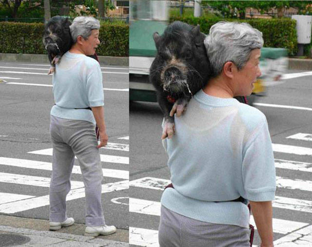 just_another_normal_day_in_japan_meanwhile_in_japan_640_06