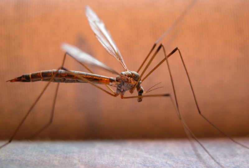 Πώς μεταδίδεται ο ιός του Δυτικού Νείλου από τα κουνούπια στον άνθρωπο