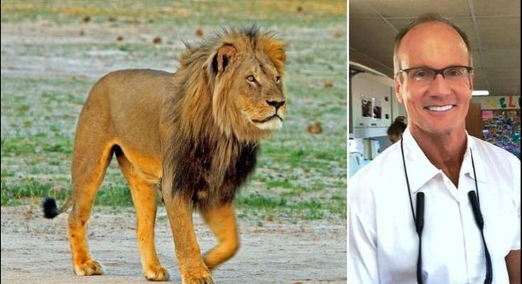 Κατακραυγή για τον οδοντίατρο που σκότωσε το εμβληματικό λιοντάρι της Ζιμπάμπουε