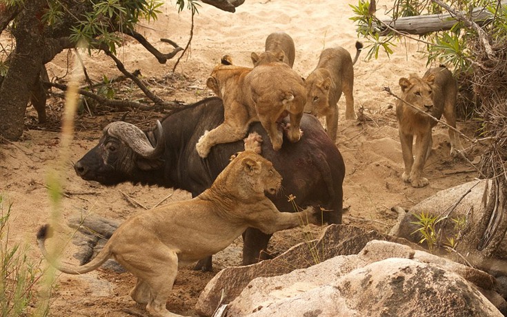 Με εξαφάνιση απειλούνται τα μισά λιοντάρια της Αφρικής