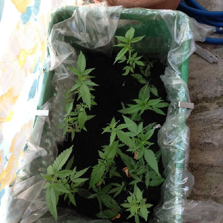 peloponnisosnark1 peloponnisosnark1