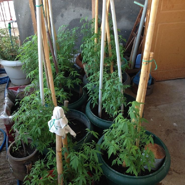 peloponnisosnark2 peloponnisosnark2