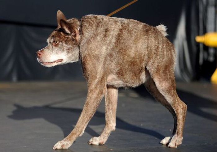 Ο σκύλος που κέρδισε σε διαγωνισμό ασχήμιας