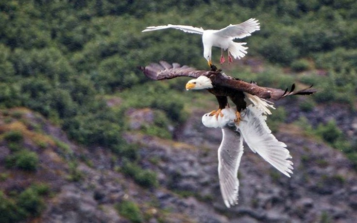 Αετός δίνει μάχη με δυο γλάρους