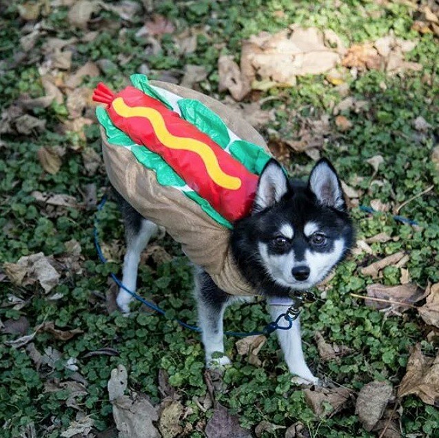 Σκύλοι… hot dogs