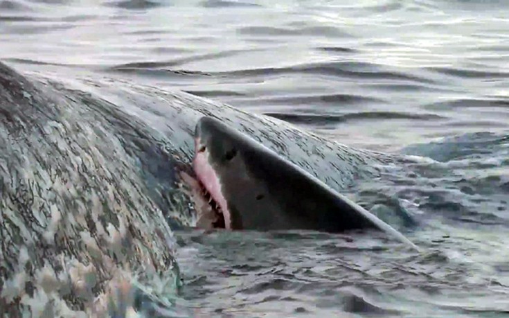 Καρχαρίες κατασπαράζουν πεθαμένη φάλαινα