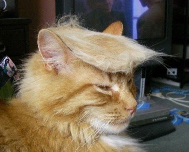 trump-cat1 trump-cat1