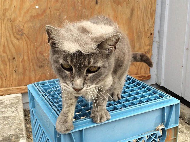 trump-cat10 trump-cat10