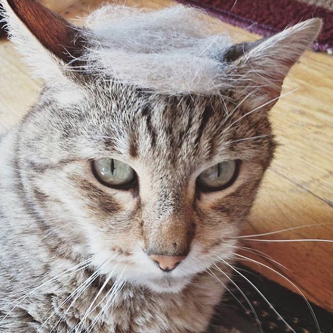 trump-cat11 trump-cat11