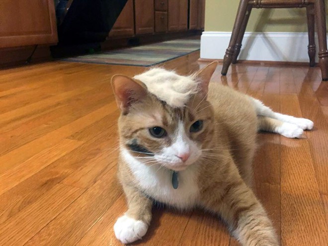 trump-cat13 trump-cat13