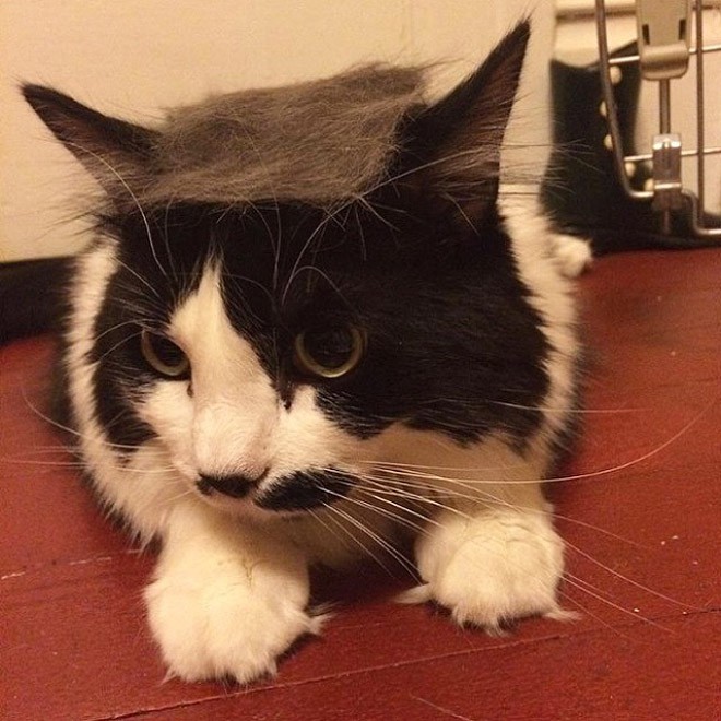 trump-cat15 trump-cat15