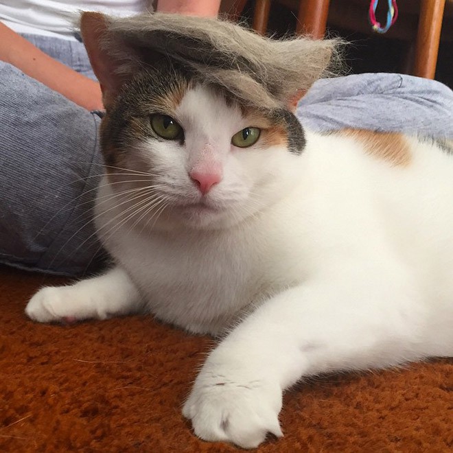 trump-cat18 trump-cat18