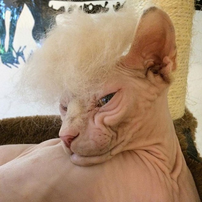 trump-cat2 trump-cat2