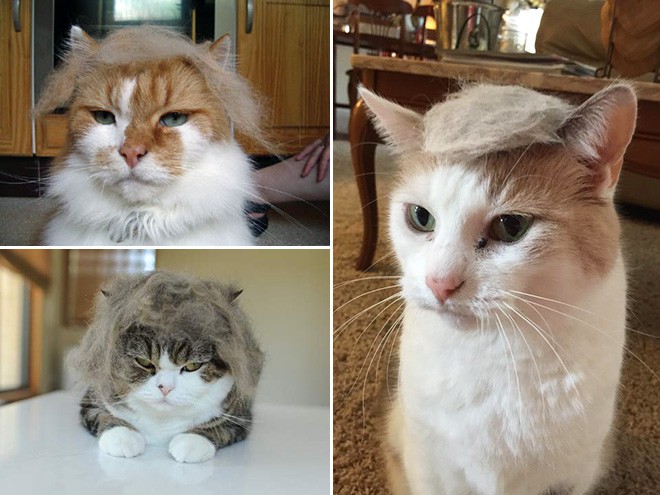 trump-cat3 trump-cat3