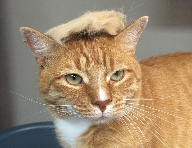 trump-cat5 trump-cat5