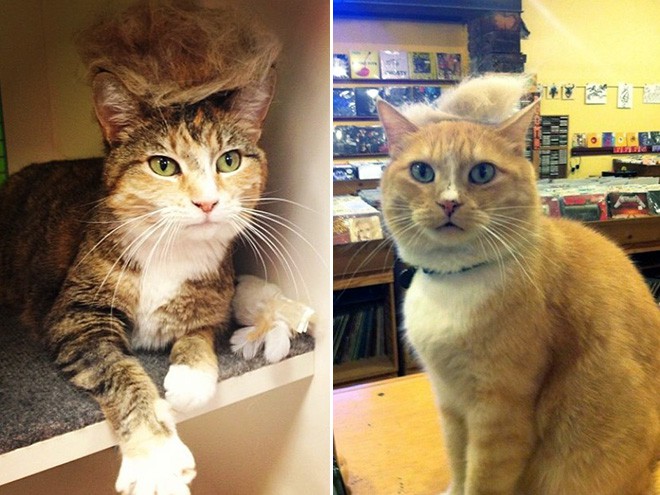 trump-cat6 trump-cat6