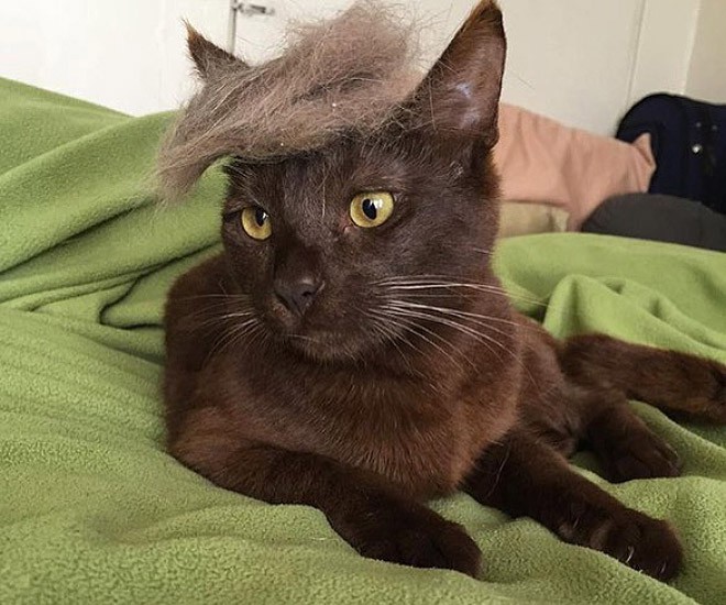 trump-cat7 trump-cat7