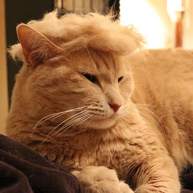 trump-cat8 trump-cat8