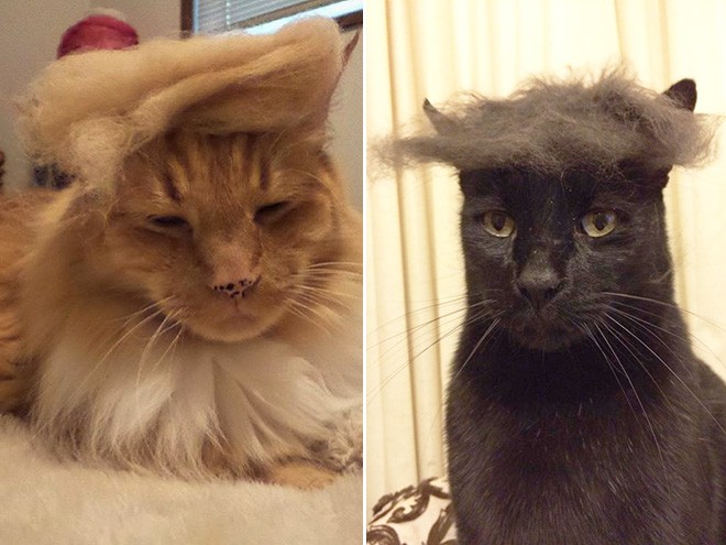 trump-cat9 trump-cat9