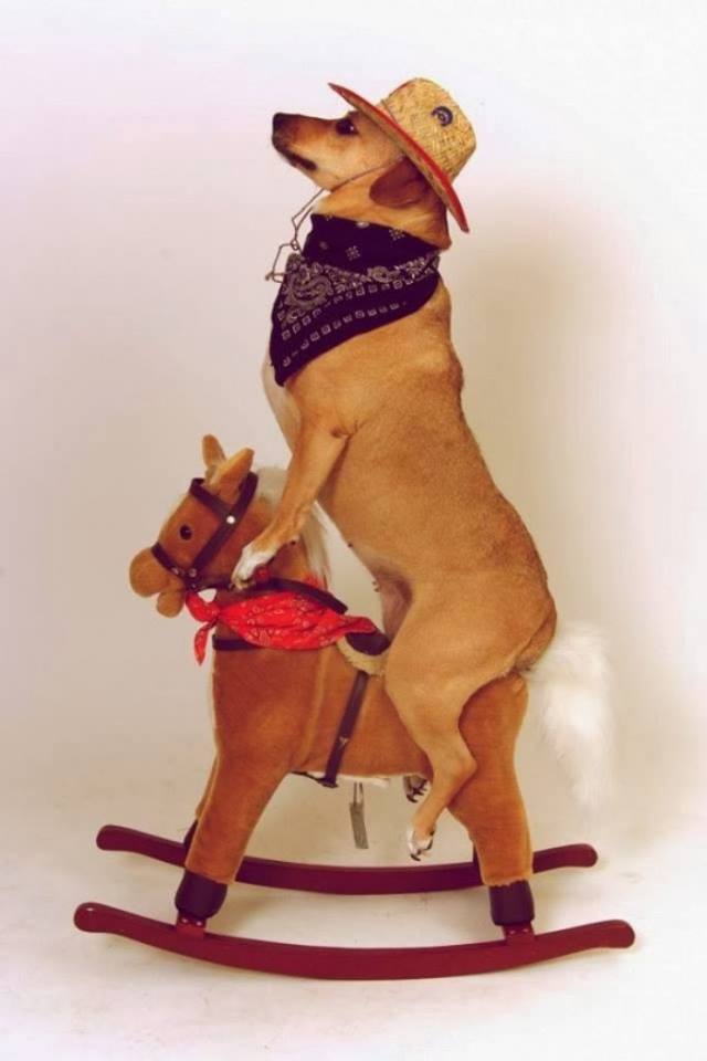 11825689_879480645481019_7172577321238601336_n