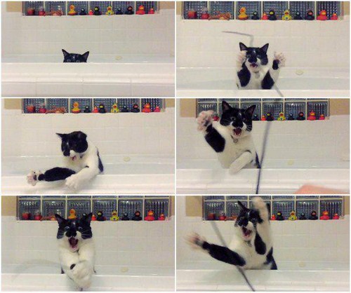 28-Cute-and-adorable-animals-to-freshen-up-your-mood-004