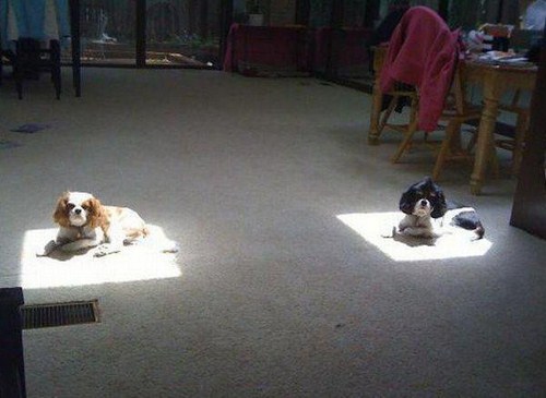 28-Cute-and-adorable-animals-to-freshen-up-your-mood-009