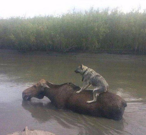 28-Cute-and-adorable-animals-to-freshen-up-your-mood-013