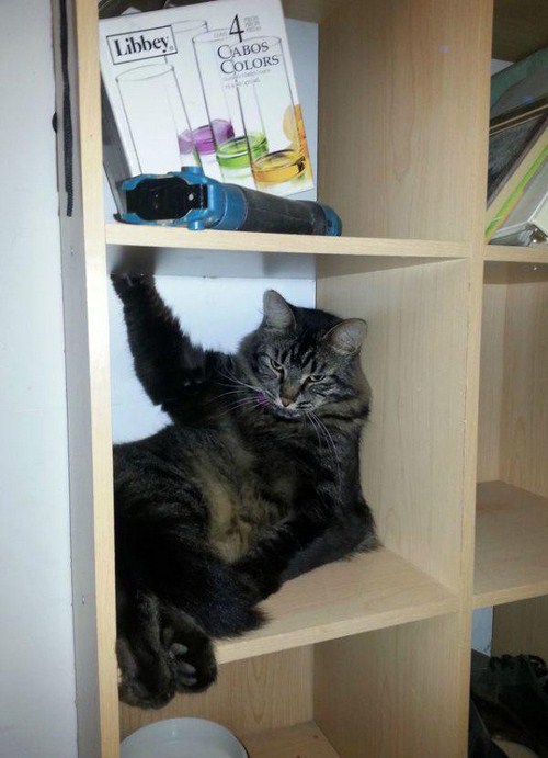 28-Cute-and-adorable-animals-to-freshen-up-your-mood-018