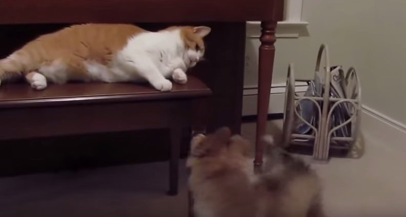 Γάτες συναντάνε κουτάβια για πρώτη φορά