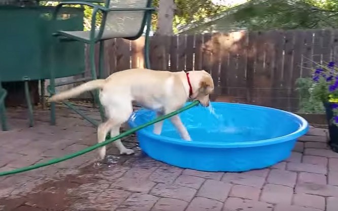Σκυλίτσα γεμίζει μόνη της την πισίνα της