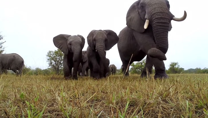 Κάμερα στο έλεος ελεφάντων