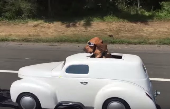 Ο σκύλος έχει το δικό του όχημα