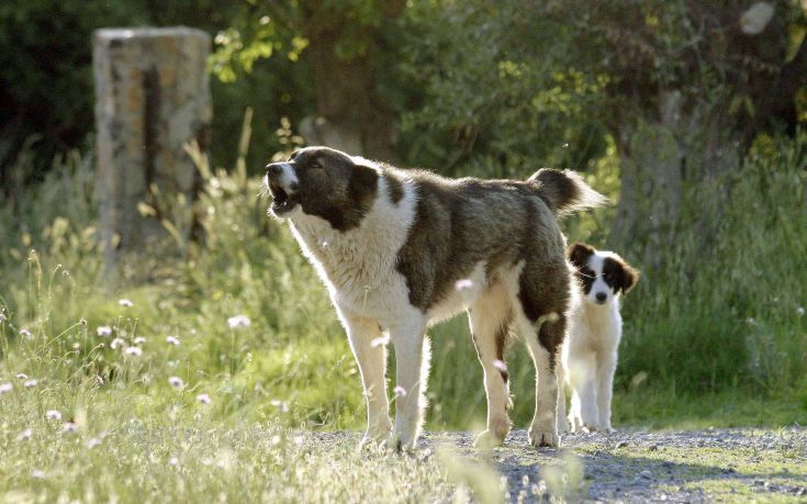 Εντυπωσιακή η υποδοχή της πρωτοβουλίας #AnimalSolidarityGR του υπουργείου Εσωτερικών για τα αδέσποτα