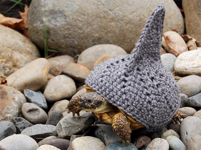 animal-hats-0006-08272015